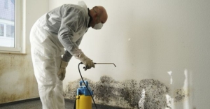 mold testing