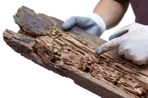 who and termite inspection