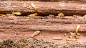 WDO and termite inspection